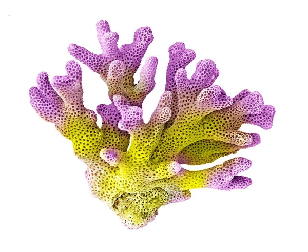 Coral isolado sobre fundo branco — Fotografia de Stock