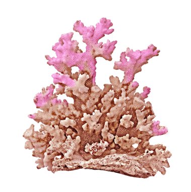 beyaz arkaplanda izole mercan