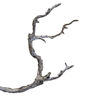 Beyaz arkaplanda kuru dal izole edildi