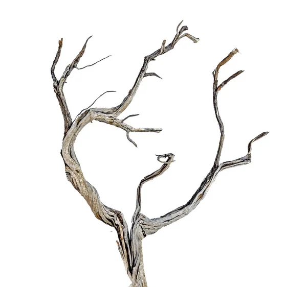 Сухая ветвь на белом фоне — стоковое фото