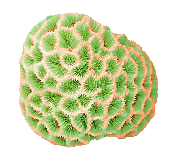 Κοράλλι απομονωμένο σε λευκό φόντο — Φωτογραφία Αρχείου