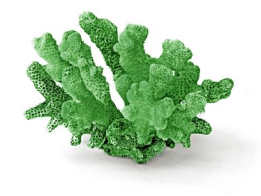 beyaz arkaplanda izole mercan