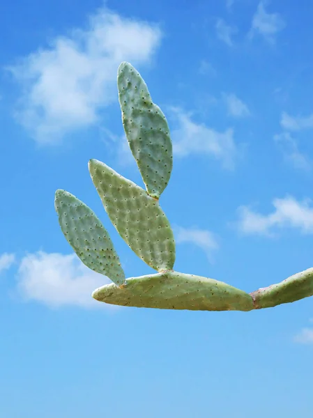 Fechar de cacto no fundo do céu — Fotografia de Stock