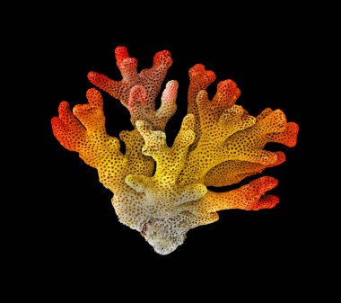 Siyah zemin üzerinde izole mercan