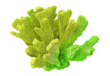 beyaz arkaplanda izole mercan