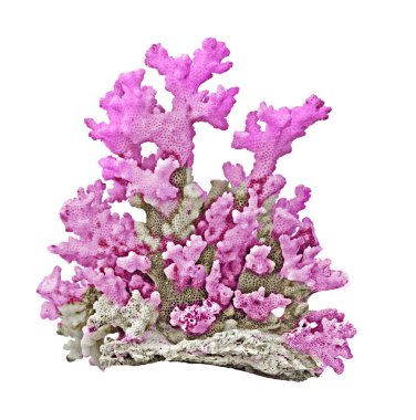 beyaz arkaplanda izole mercan