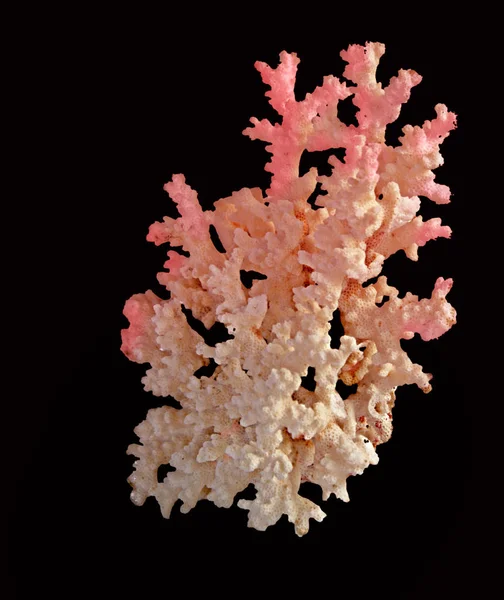 Coral isolado em fundo preto — Fotografia de Stock