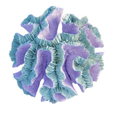 beyaz arkaplanda izole mercan