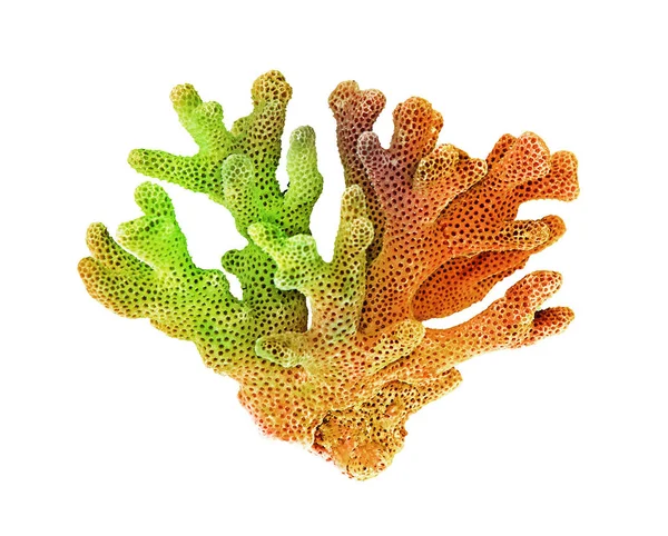 Koralowiec izolowany na białym tle — Zdjęcie stockowe