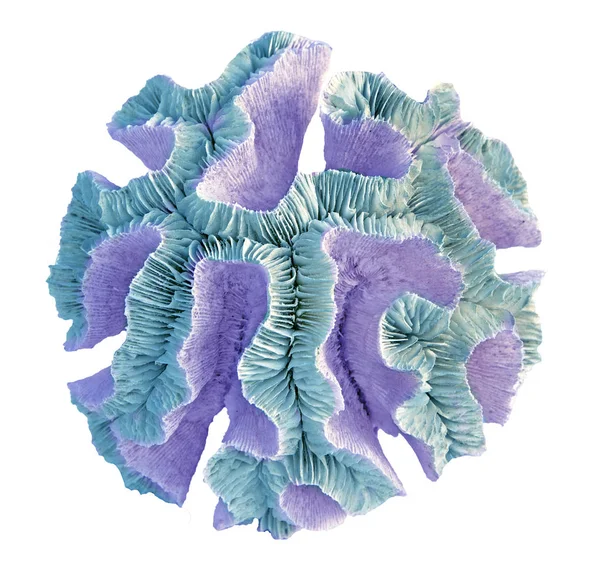 beyaz arkaplanda izole mercan