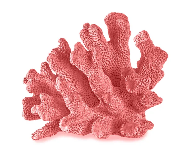 beyaz arkaplanda izole mercan