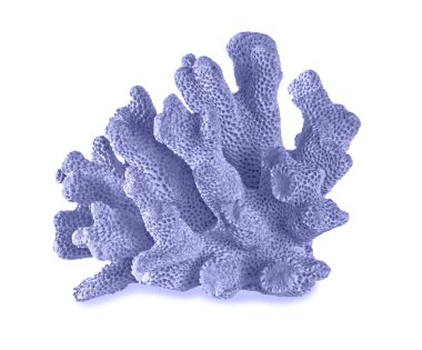 beyaz arkaplanda izole mercan