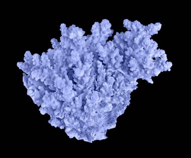 Siyah zemin üzerinde izole mercan