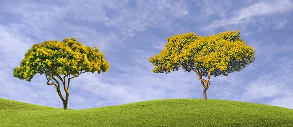 Árbol de Accacia con flores amarillas —  Fotos de Stock