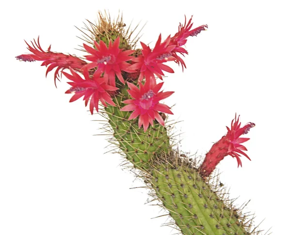 Cactus con flor roja aislada sobre fondo blanco — Foto de Stock