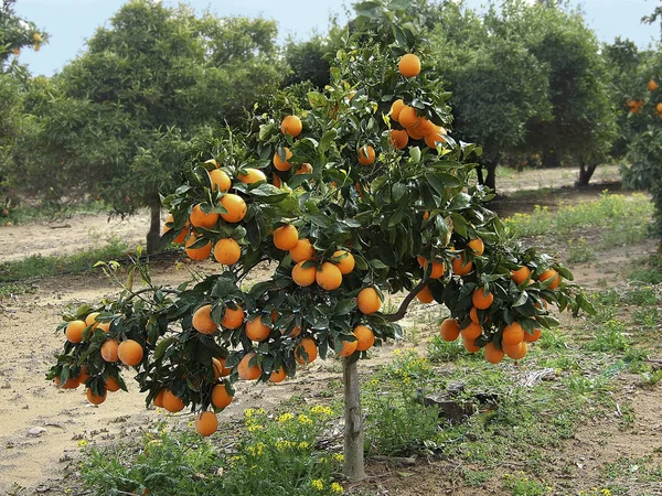 Ungt träd med mogna apelsiner — Stockfoto