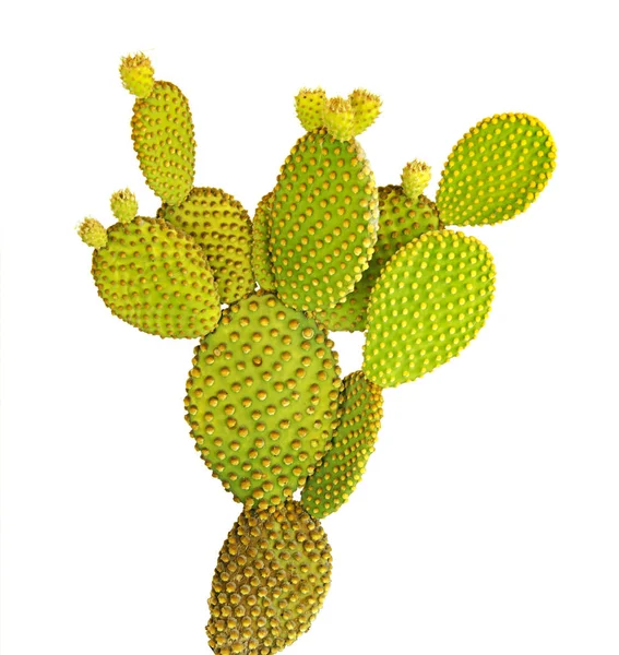 Detailní záběr opuntického kaktusu — Stock fotografie