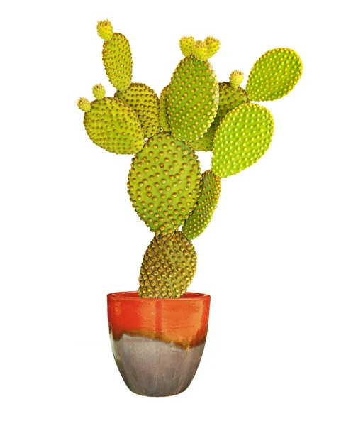 Zbliżenie opuncji kaktusa w doniczce — Zdjęcie stockowe