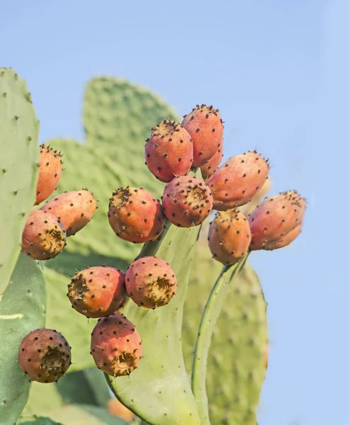 Kaktus isoliert auf blauem Hintergrund — Stockfoto
