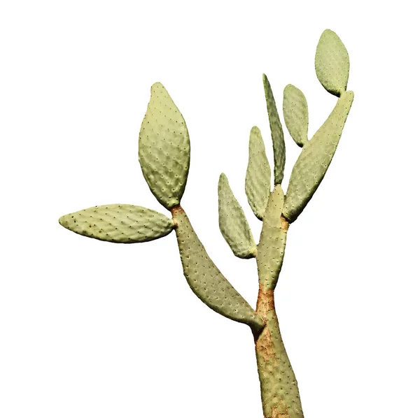 Kaktus isolerad på vit bakgrund — Stockfoto