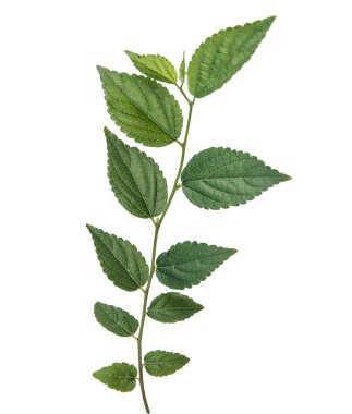 Beyaz üzerine izole fidan yakın çekim