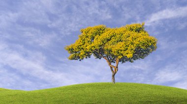 Gökyüzü arka planında akasya ağacı