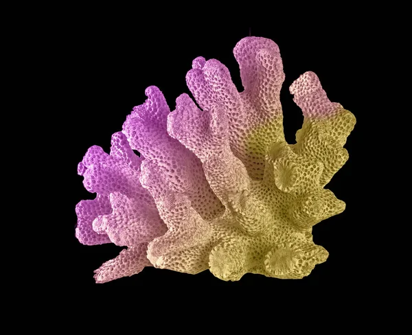 Кораллы изолированы на черном фоне — стоковое фото