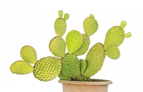 Närbild av opuntia kaktus i potten — Stockfoto