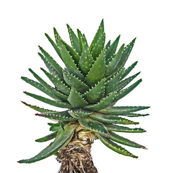 Aloe aislado sobre fondo blanco —  Fotos de Stock
