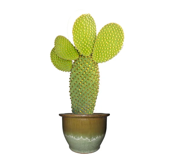 Close-up van opuntia cactus in pot — Stockfoto