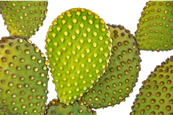 Close-up van opuntia cactus — Stockfoto