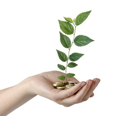 Yeşil ticarete yatırım yapan kadın