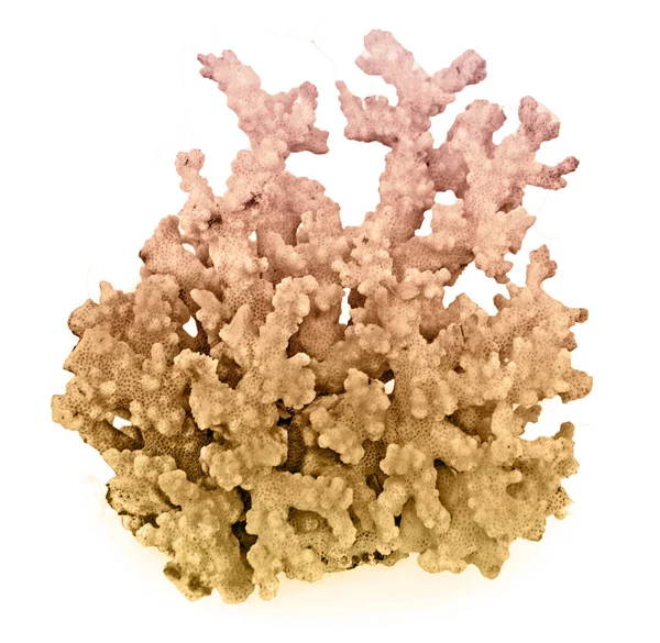 Koralle isoliert auf weißem Hintergrund — Stockfoto