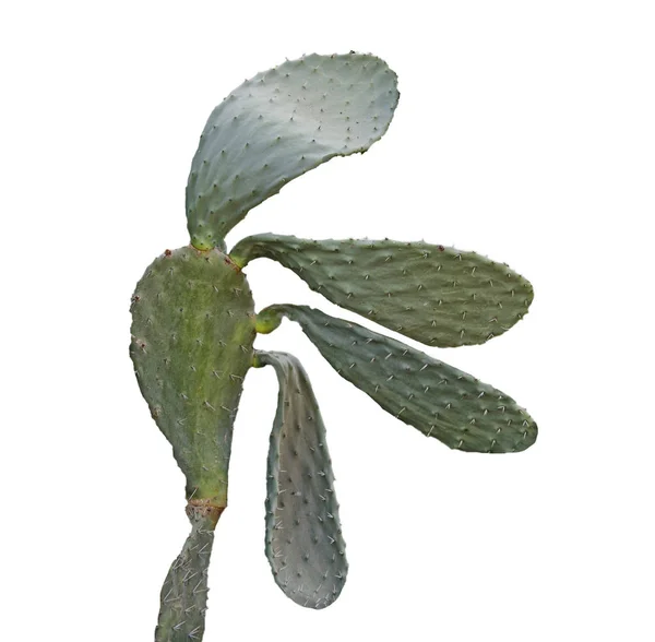 Cactus isolated on white background — Stock Photo, Image