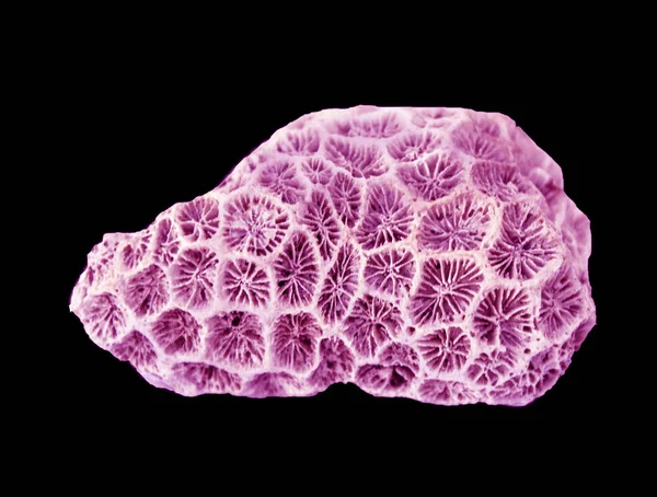 Coral isolated on black background — Stock Photo, Image