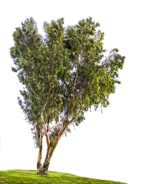 Árbol de eucalipto aislado sobre fondo blanco — Foto de Stock