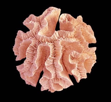 Siyah zemin üzerinde izole mercan