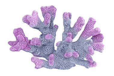 beyaz arkaplanda izole mercan