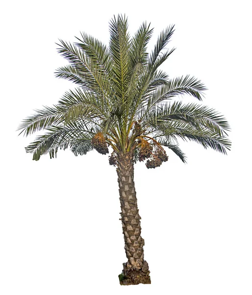 Närbild av dadelpalm — Stockfoto