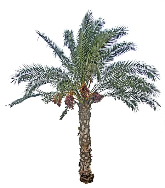 Gros plan du palmier dattier — Photo