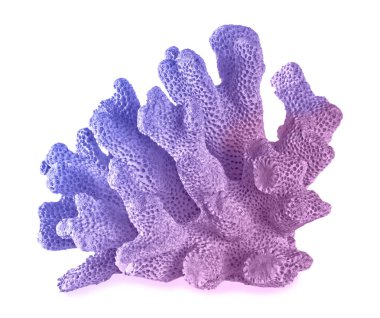 beyaz arkaplanda izole mercan