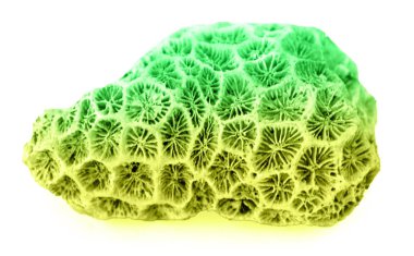 beyaz arkaplanda izole mercan