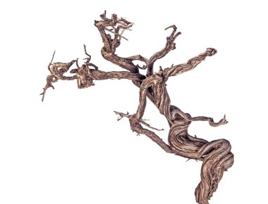 Kuru dalı yakın çekim 