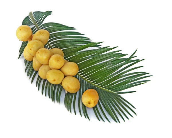 A bunch of fresh dates on palm leaf — Stock Photo, Image