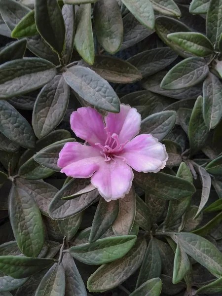Close-up van roze bloem — Stockfoto