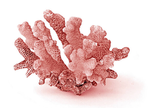 Coral isolated on white background