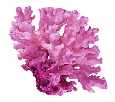 beyaz arkaplanda izole mercan