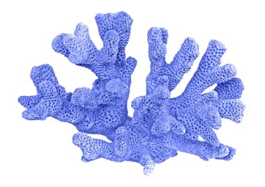 beyaz arkaplanda izole mercan