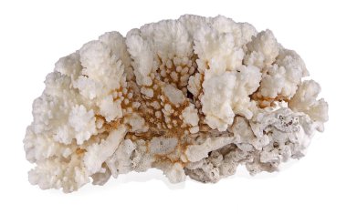 beyaz arkaplanda izole mercan