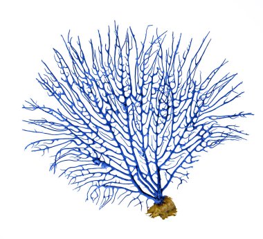 beyaz arkaplanda izole mercan